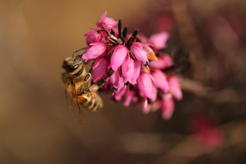 bienen.freundlich: Wir machen auf das Bienensterben aufmerksam!