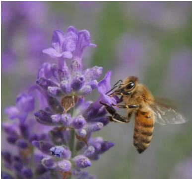 bienen.freundlich Bild 1