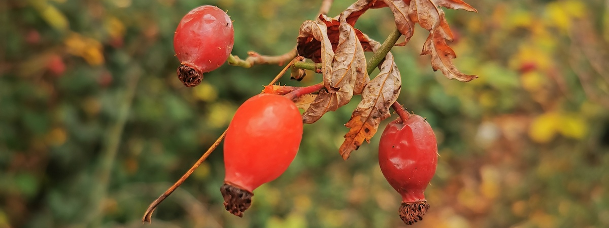 Pflanze des Monats im November: Die Hagebutte