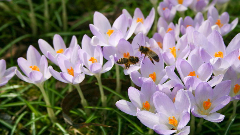 Die Pflanze des Monats – Der Frühjahrskrokus