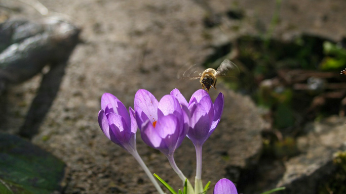 21022020_Krokus_Biologie